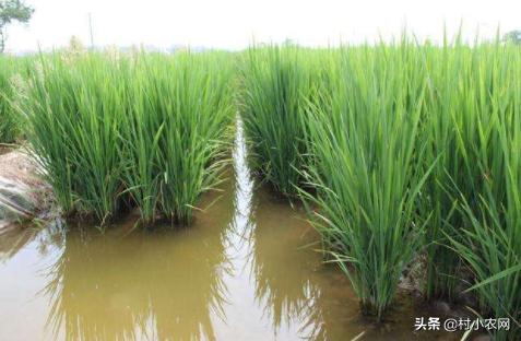 藕田养的泥鳅多少钱一斤,泥鳅养殖技术一亩多少钱