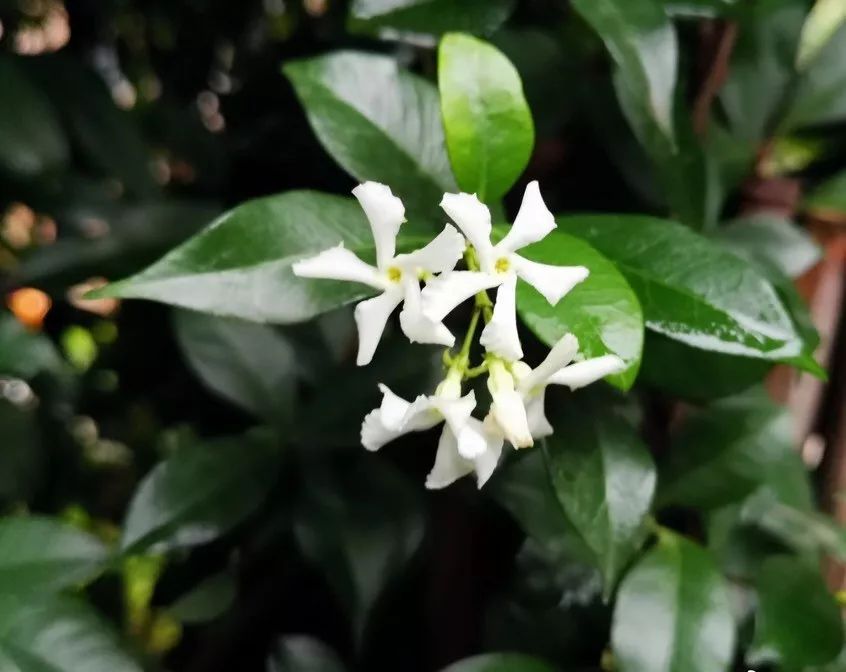 风车茉莉黄色白色粉色,黄风车茉莉和白风车茉莉区别