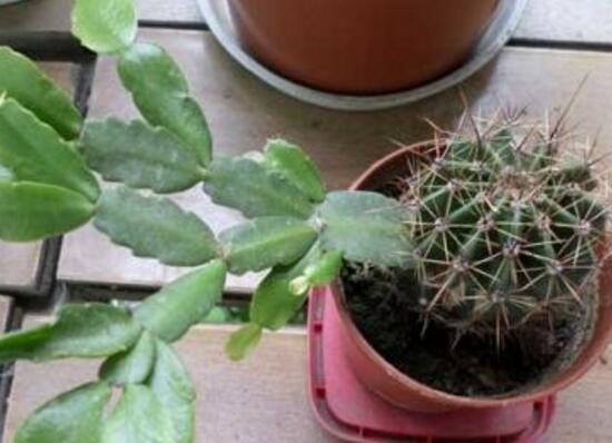 仙人球怎么扦插,仙人球扦插的方法与技巧