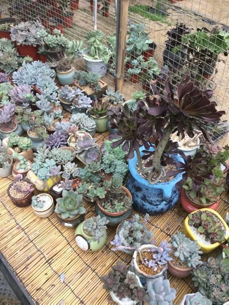 网购多肉老桩，“埋”多深有讲究！