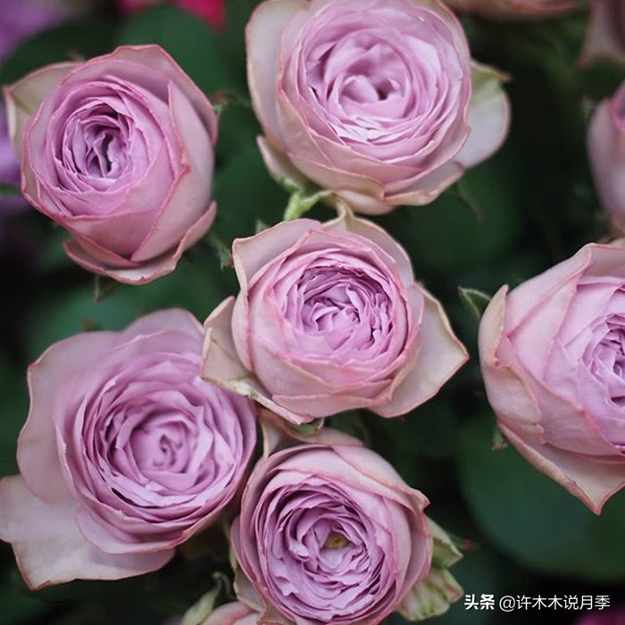 切花大全100种,鲜花大全50种花的花语