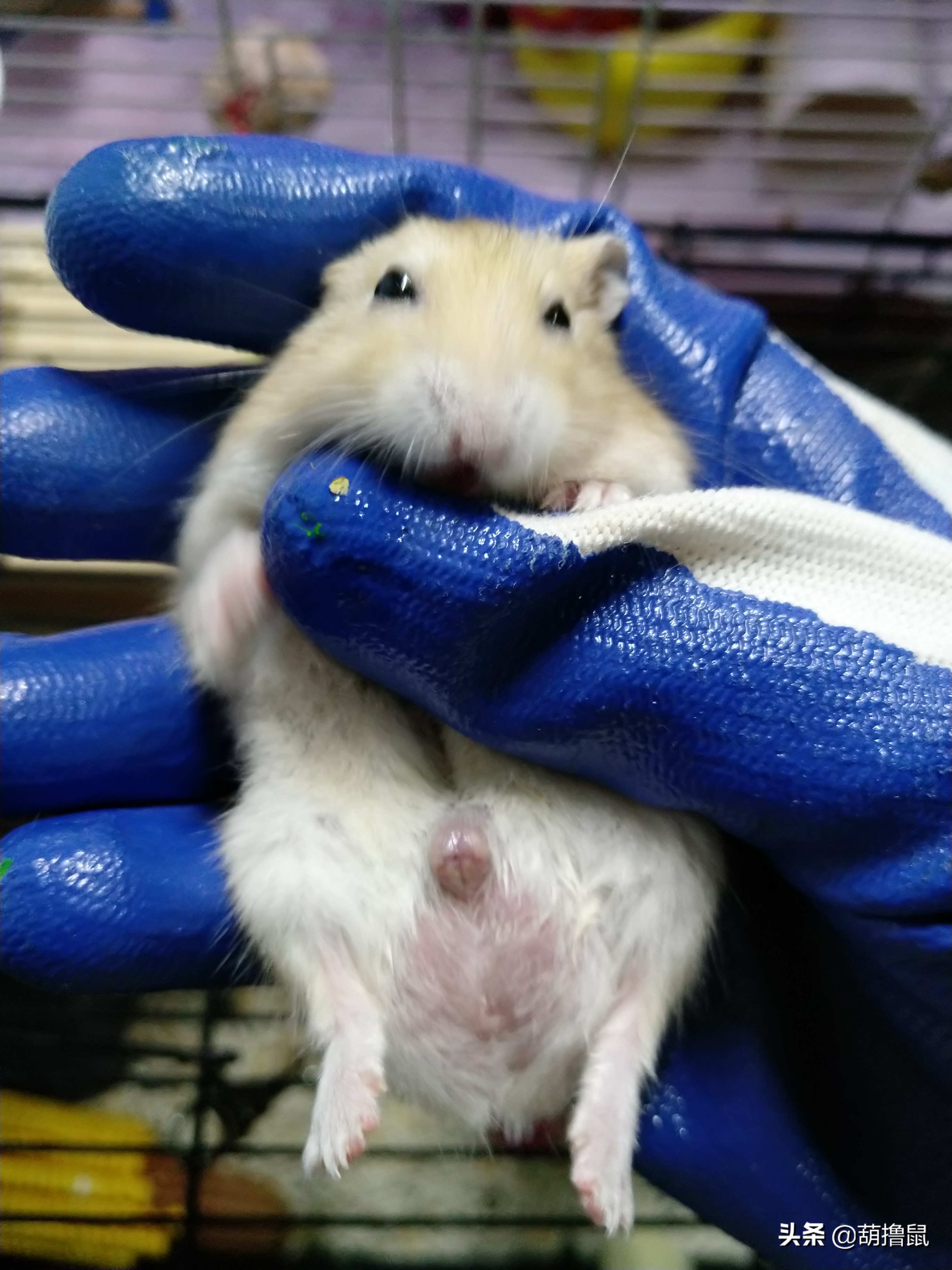 仓鼠怀孕注意事项和禁忌,仓鼠怀孕后一定要分开养吗