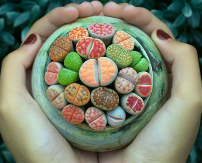 怎么能养好生石花,生石花怎么养才能长得快又好