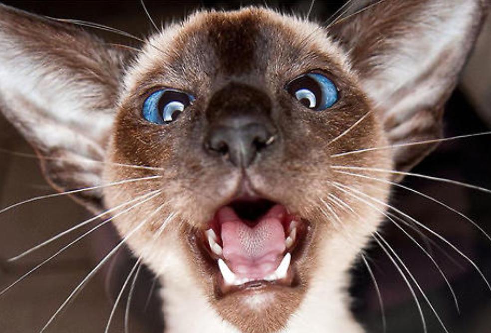 如何训练小猫咪在笼子里面不乱叫,小猫咪晚上一直嘶吼什么原因