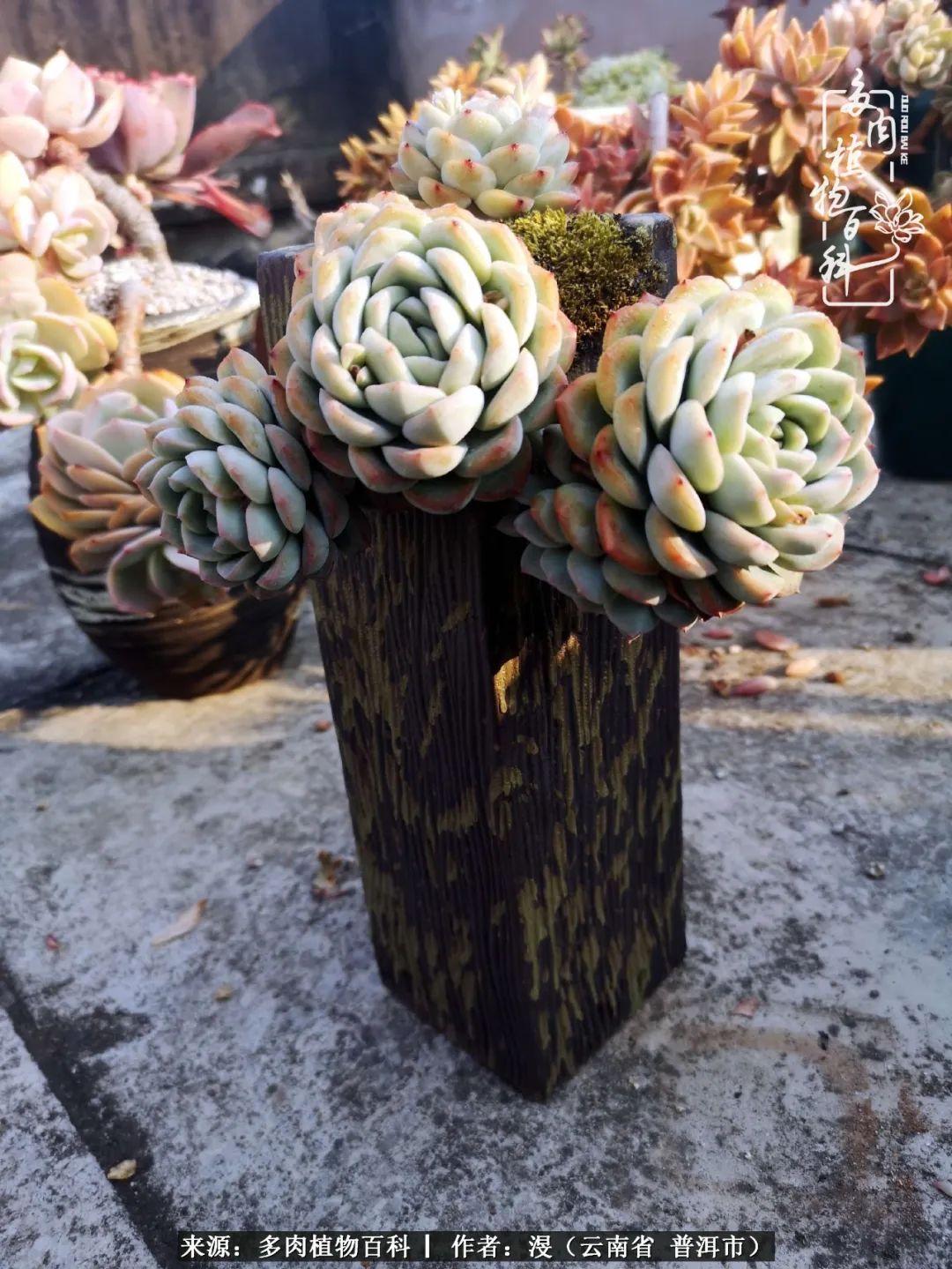 风过留痕讲的啥,风过留痕朗诵