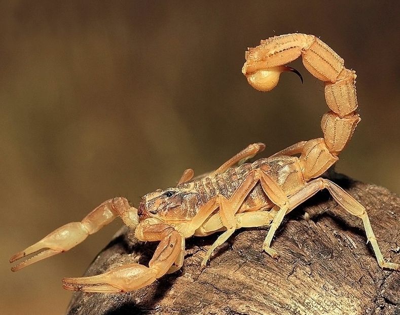 五毒之中蝎子的种类,五毒之首是蜘蛛还是蝎子