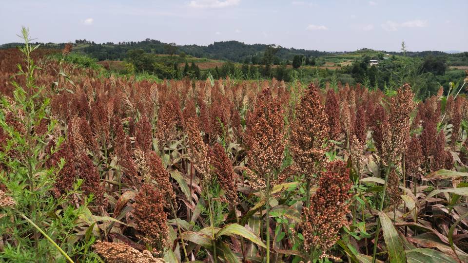 红了!红了!这些天的南充市嘉陵区龙蟠镇真的是“红遍天”了