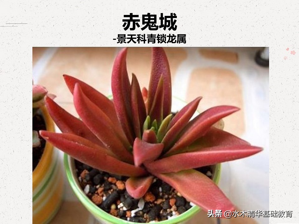 梦幻女王多肉植物百科图谱,原产地多肉植物图谱pdf