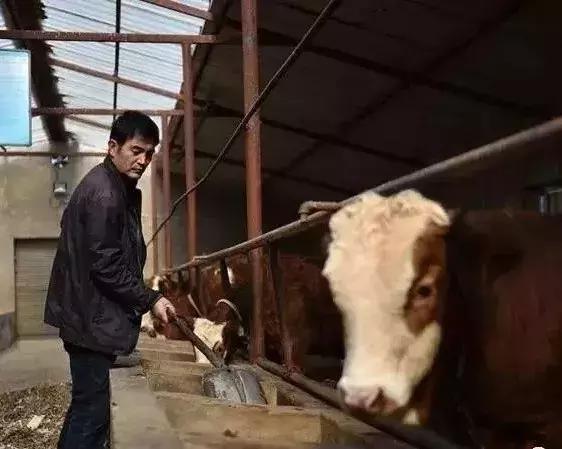 牛误食薄膜等其他异物怎么解决,牛误食铁钉有什么症状