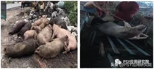 猪场有非瘟怎么消毒与复产,当下猪场非瘟防控