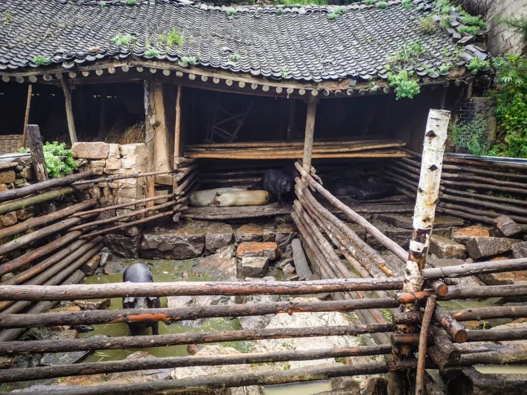 徒步穿越北驼梁完整版,穿越花海古道游记