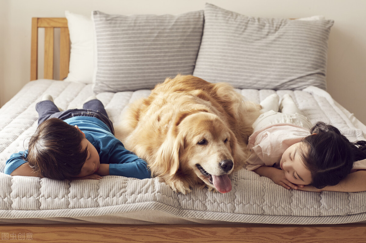 狗狗饲养五种方法图解大全,如何正确饲养狗狗