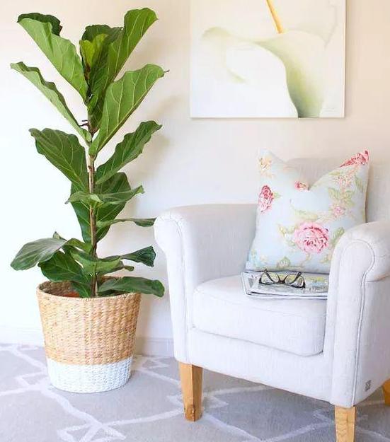 盆栽土越多越好吗,盆栽里面的土太实了怎么办