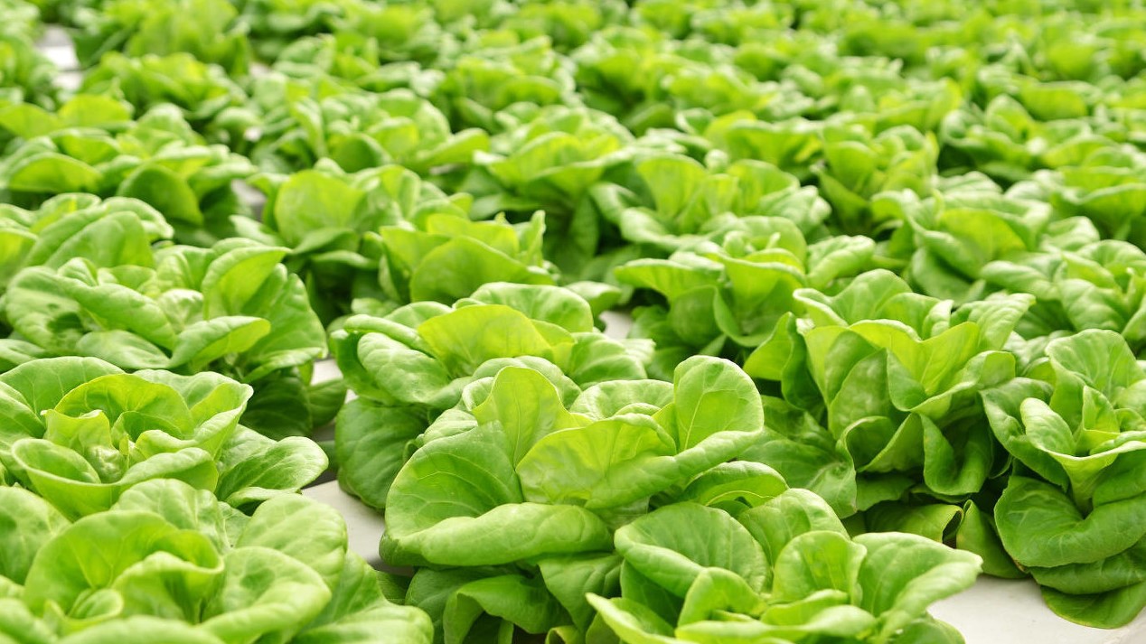 无土栽培还有哪些创意,无土栽培技术能够打造生态家园吗