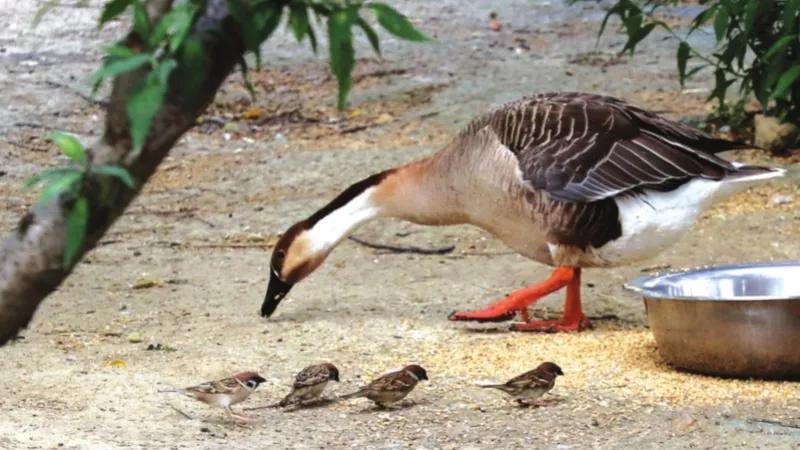 雨后苏州视频,雨后苏州的图片