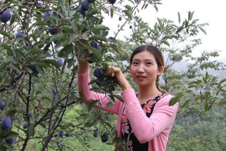 它和黑布林是*亲近**,进口的卖高价,国内种植的却常制成干果