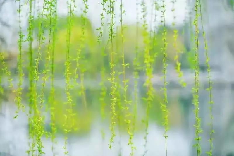 杭州美职学校风景,杭州美丽学校评选