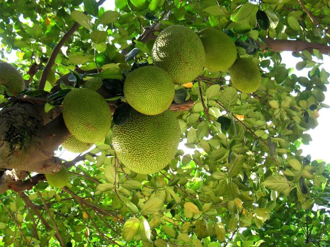 100种常见观叶植物图鉴史上最全,农村常见的100种植物