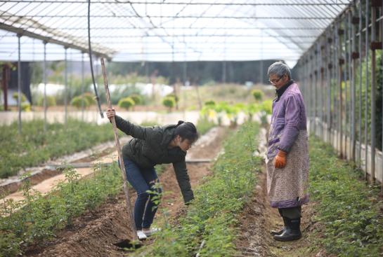 从百元创业到千亩花田云南版李子柒用电商点亮故乡