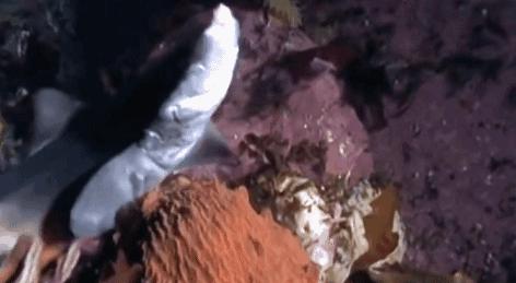 科学家发现喉咙深处有个神秘器官,巨型章鱼的肚子里长啥样