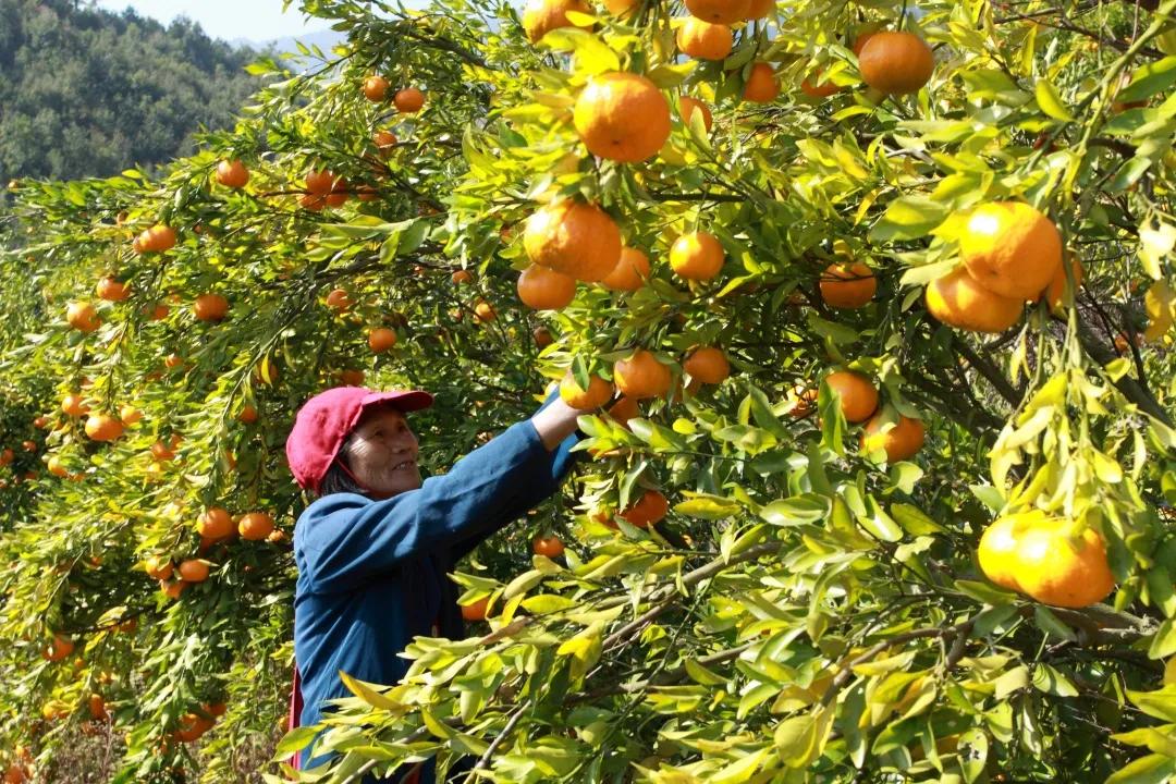 尤溪有闽中明珠之称,尤溪县闽中茶城