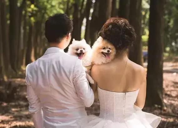 养狗投资,投资养狗