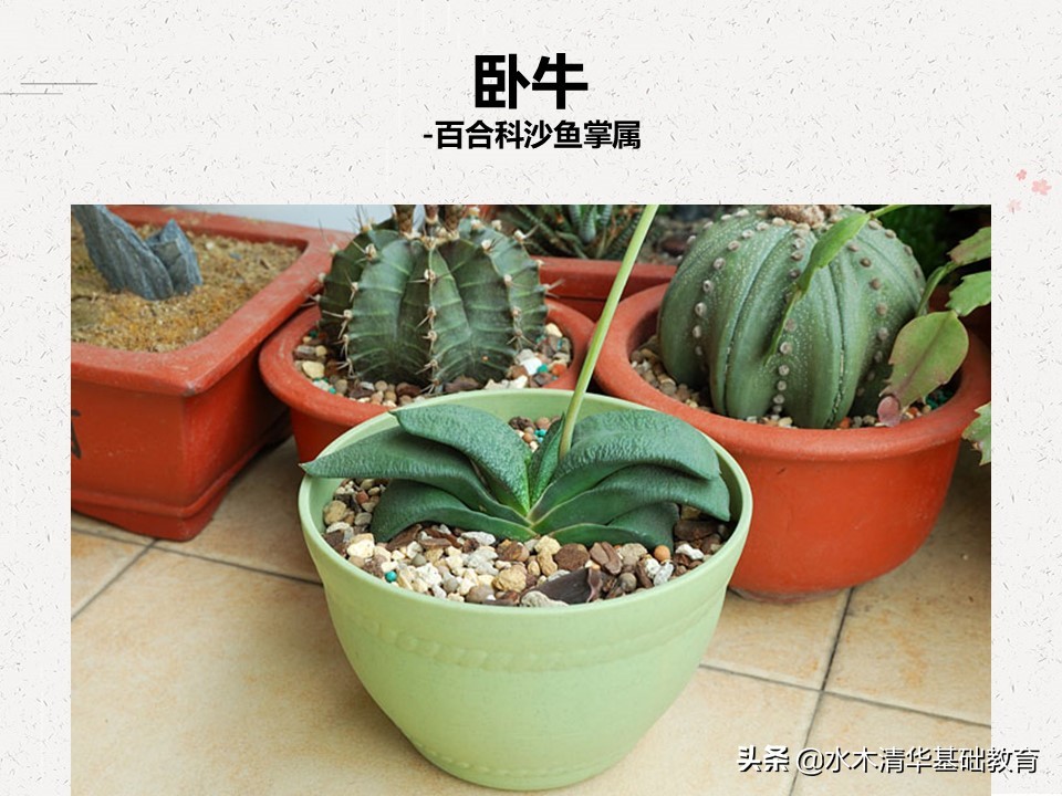 梦幻女王多肉植物百科图谱,原产地多肉植物图谱pdf