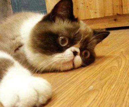 猫咪鼻子摸着干干的,猫咪鼻子湿润是正常的嘛