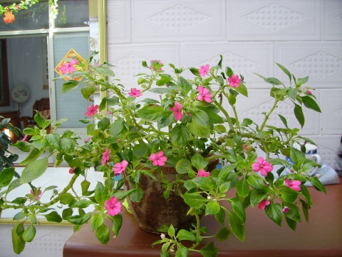 玻璃翠的管理方法,玻璃翠主要病虫害有哪些