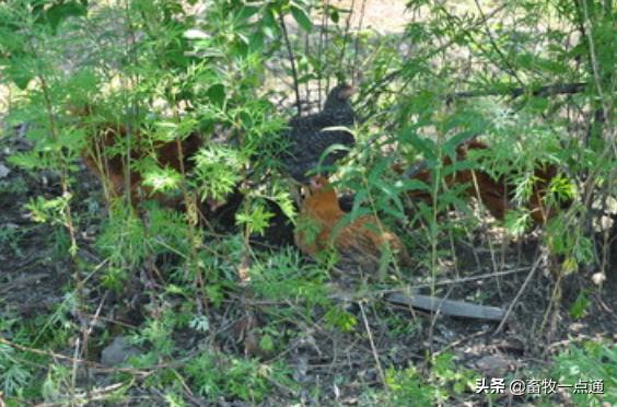 怎样防控鸡病,鸡常见的蠕虫病有哪些