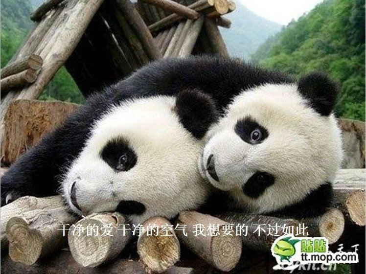 我只想说声爱你,只想再爱你一次