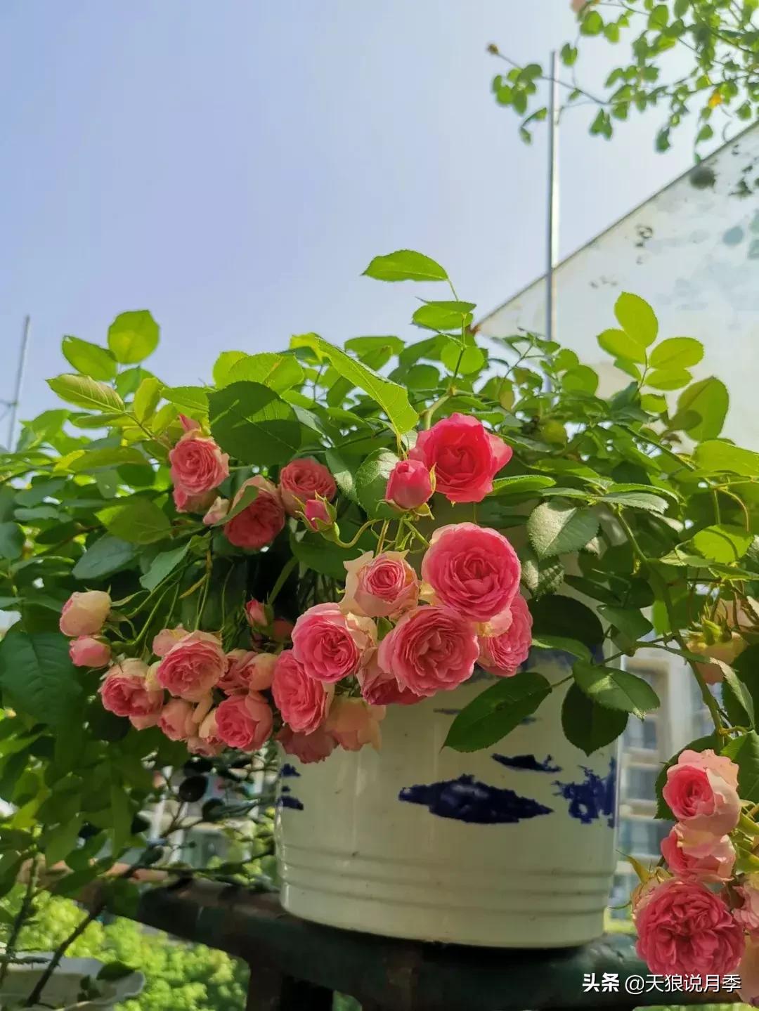 哪些月季品种抗病强,抗病性好月季有哪些