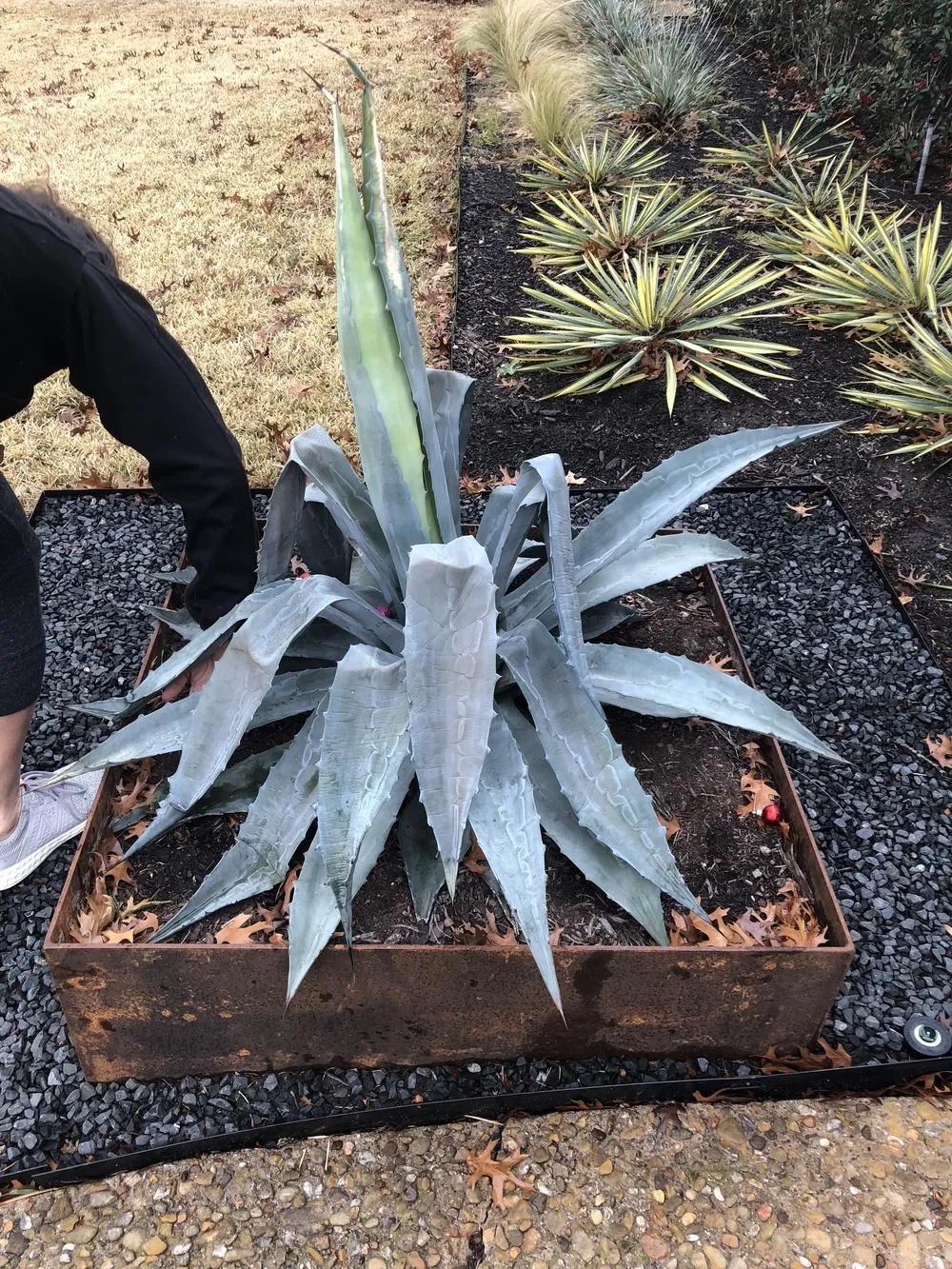 受冻的植物应该怎么拯救,植物受冻后僵苗了怎么办