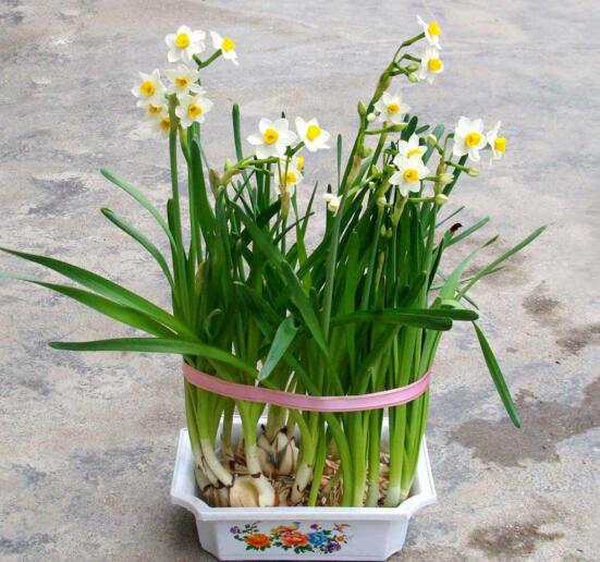 水仙有毒吗能放室内吗,水仙有毒吗对人体有害吗