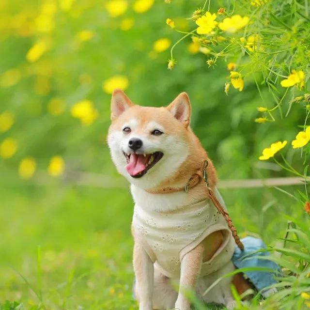 比人还会拍照的狗,简直萌炸朋友圈了