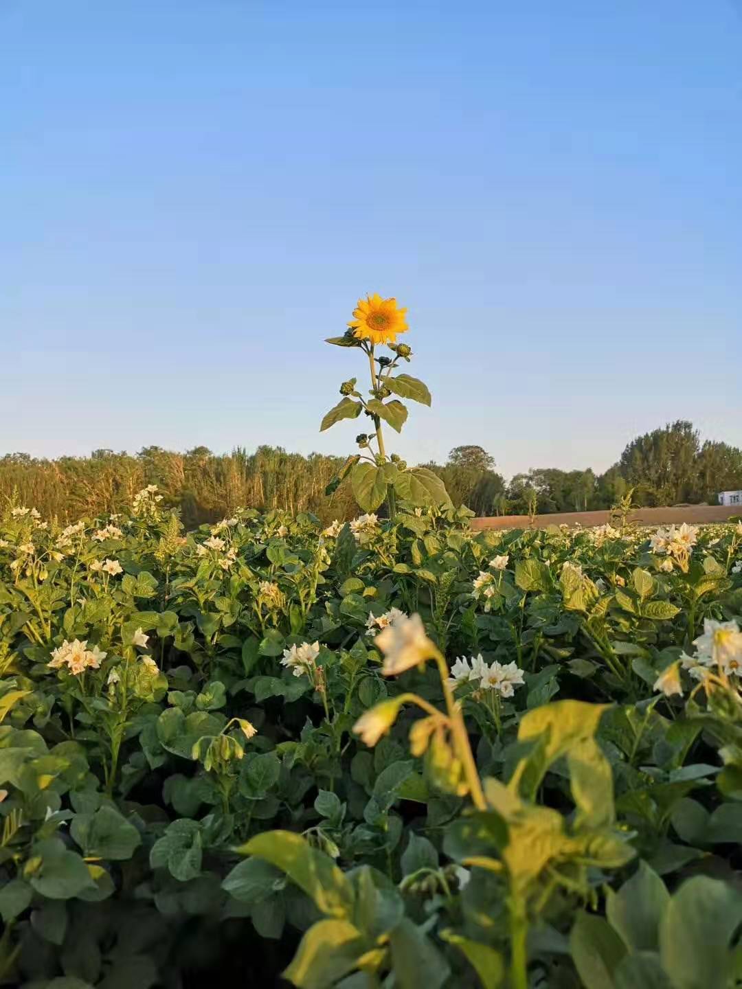 徐奇渊：美元、石油、战争…阿富汗，我们最陌生的邻国，我要为你写点什么