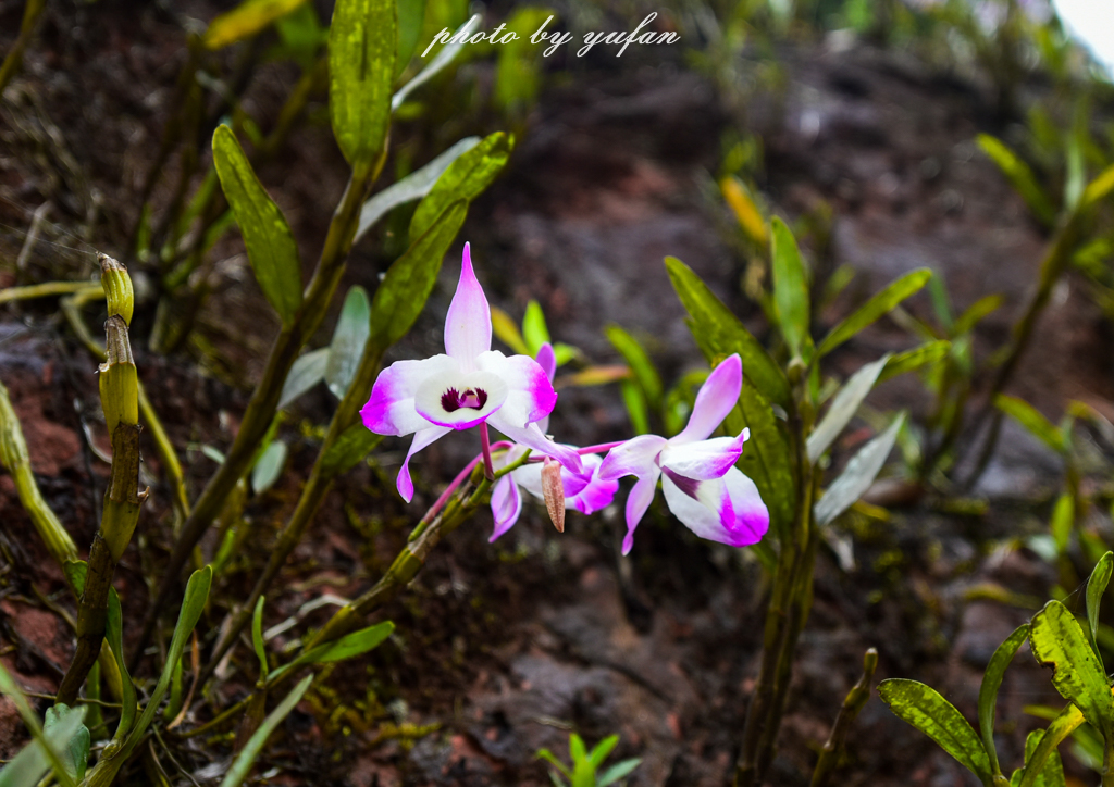 贵州的长寿之乡是哪里,贵州最适合养老居住的小镇