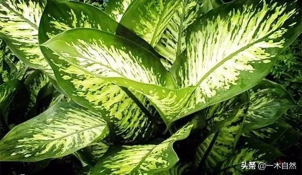 不适合室内种植的有毒绿植,十种有毒的绿植