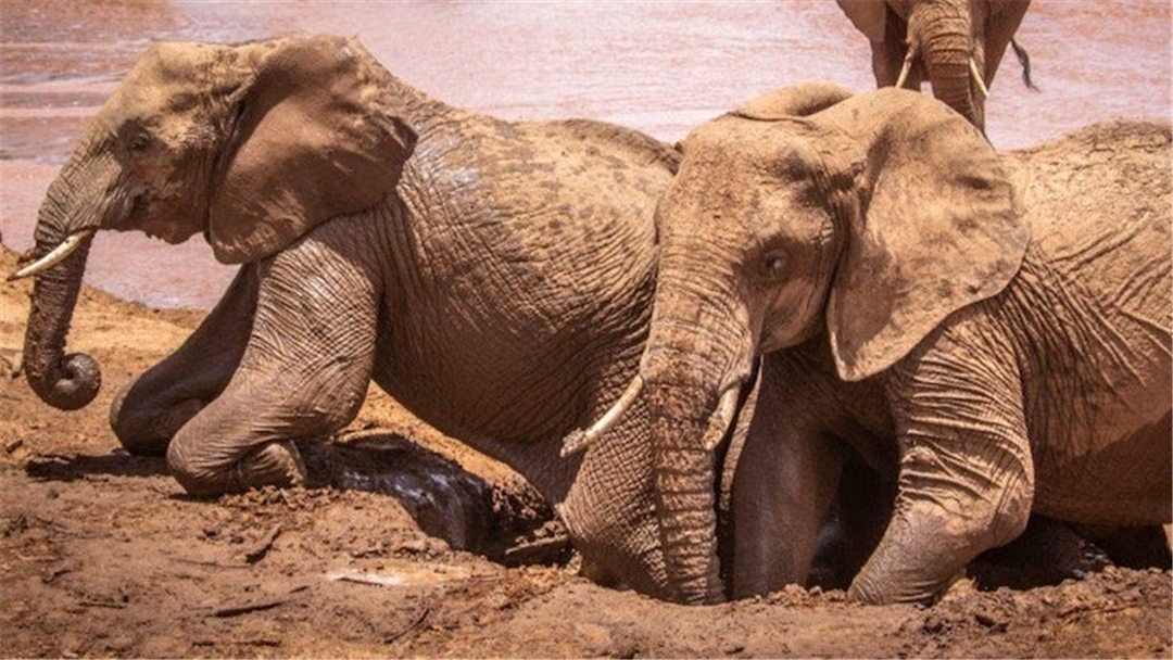 大象脚底可以感知很远的声音吗,大象听力来源于脚