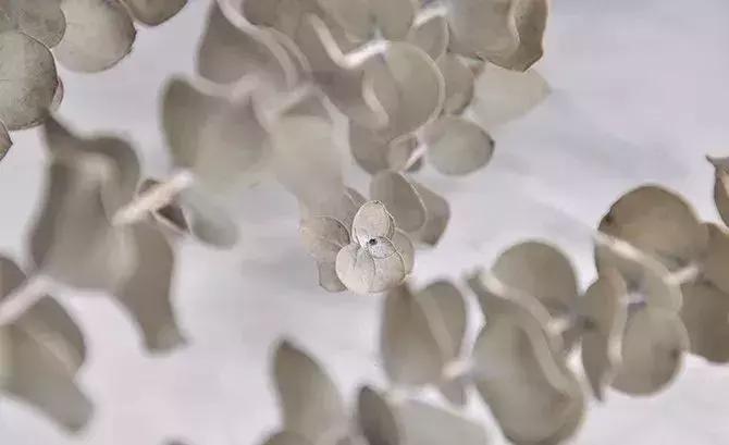 8种能做干花的鲜花，男朋友送的花就这么做