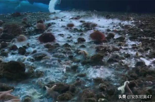 南极海底出现死亡冰柱是什么原因,南极死亡冰柱形成速度