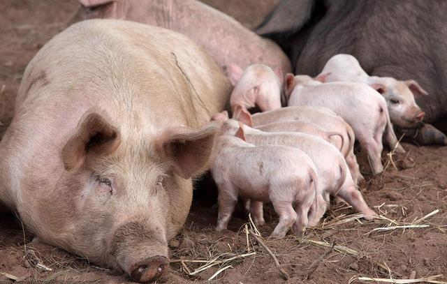 养猪需要办什么证最新政策,农民养猪怎样合法