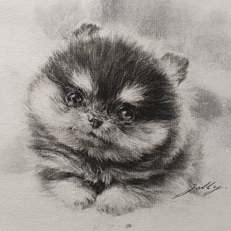 动物世界手绘画,写实素描动物插画教程