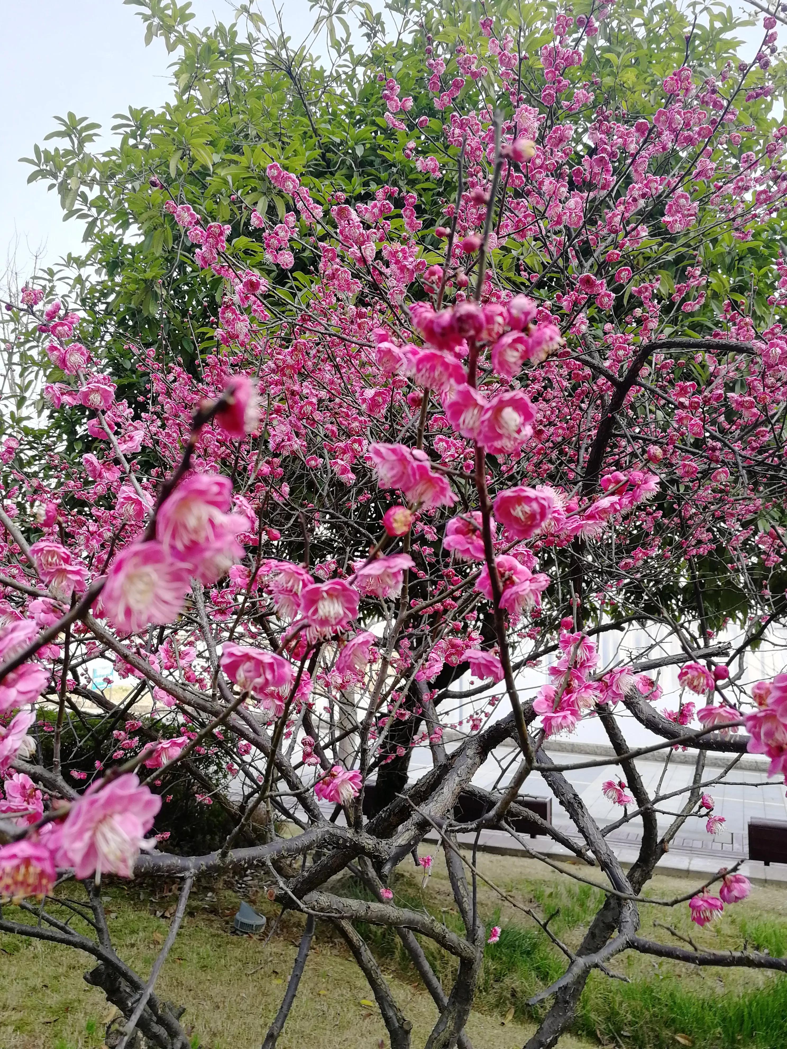 长沙梅溪湖,长沙梅溪湖步步高