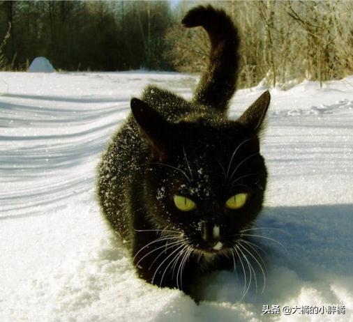 猫咪失踪20年后再次找到猫,爱猫走失11年再见到主人时