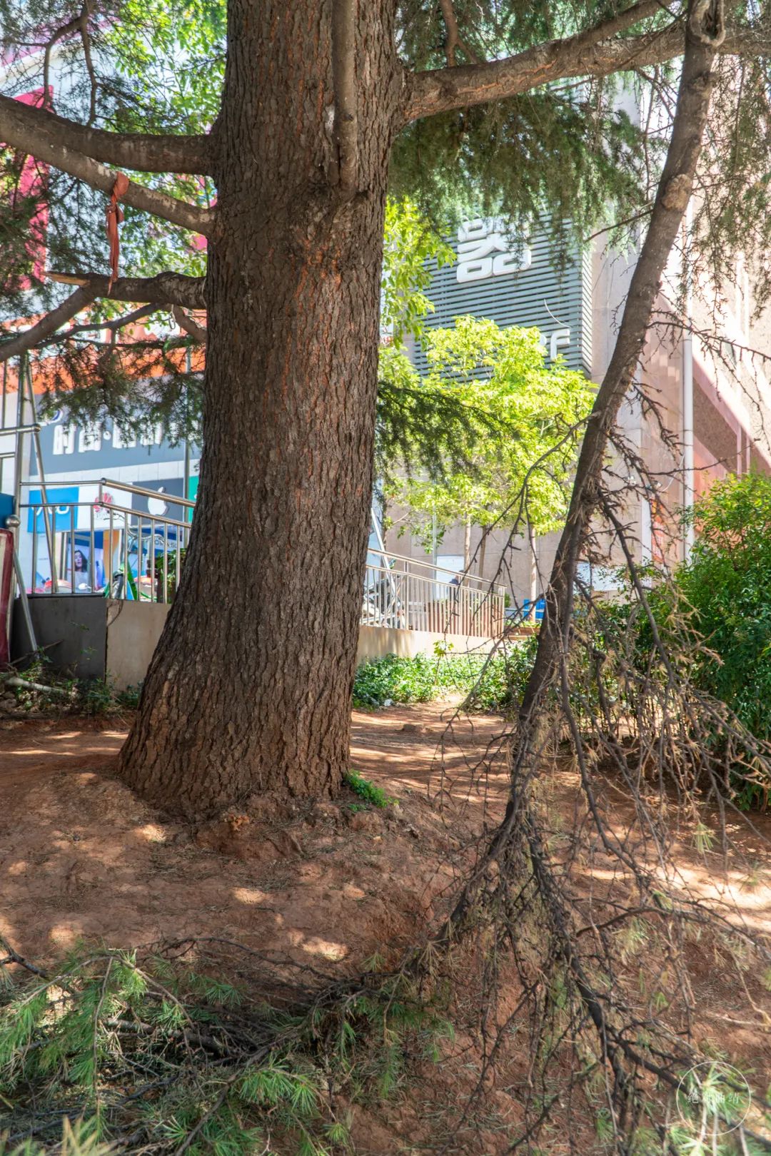 善食斋素食自助曲靖,曲靖市麒麟区素食自助餐厅