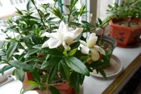 发财树的叶片能不能扦插盆栽,绿萝发财树怎么养才能更旺盛