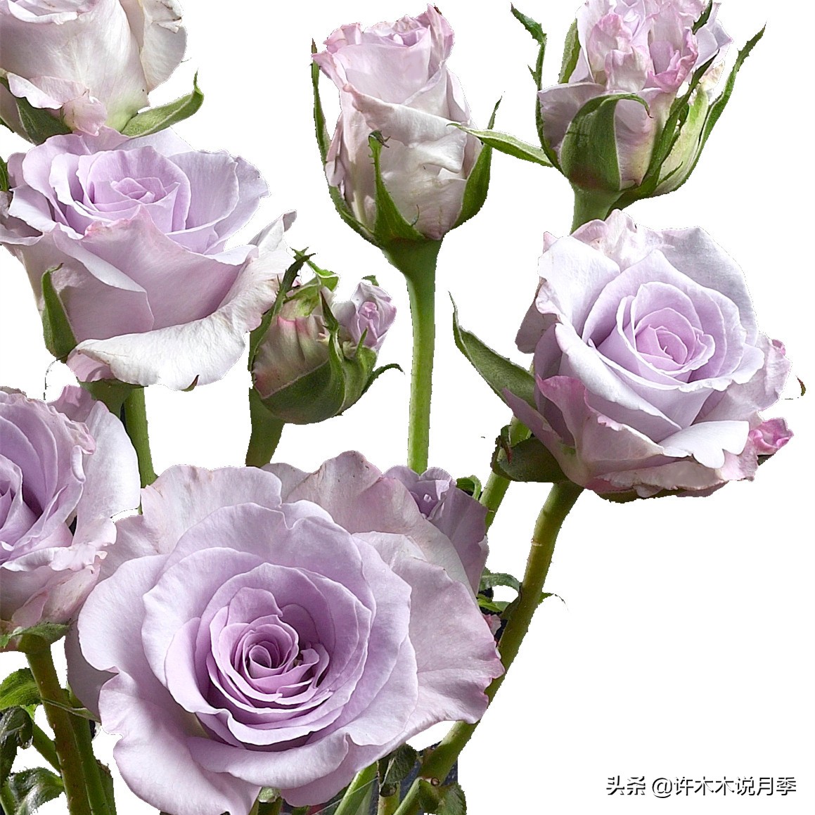 月季烂根的补救办法,月季烂根是什么原因