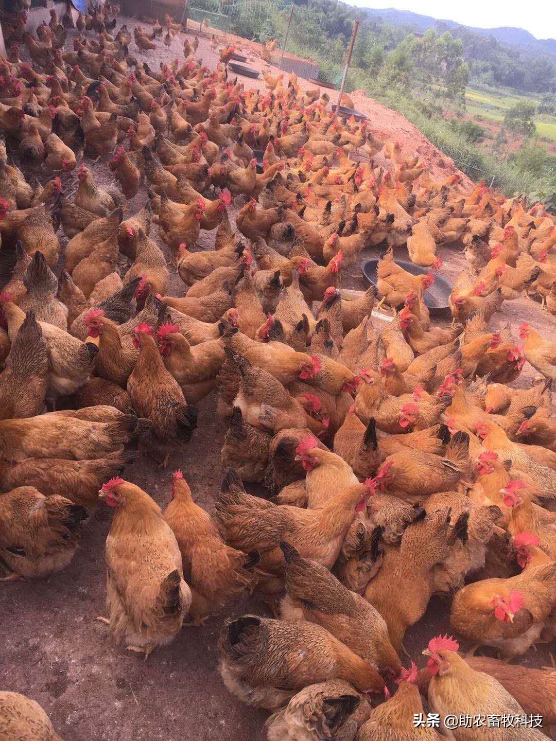 发酵饲料和全价饲料的优势,发酵饲料氨基酸含量高吗
