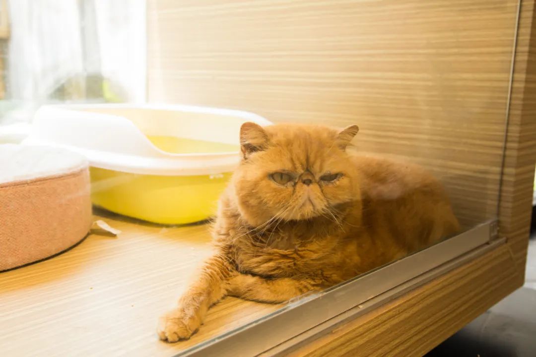 「椒霸霸×1CAKE」联名来啦！只要28.9元，和爱宠共享悠然午后